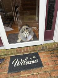 Reunited Male Dog last seen Fox rest ln and Chain Bridge, Vienna, VA 22181
