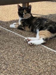 Reunited Female Cat last seen Maple Ave, North Bellport, NY 11713