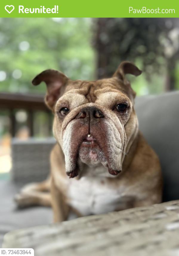 Reunited Female Dog last seen Bentwater Dr & cedarcrest, Acworth, GA 30101