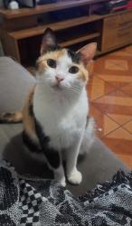 Lost Female Cat last seen Rua Rio Reno com Rua Rio Araguari, Novo Riacho, MG 32280-610