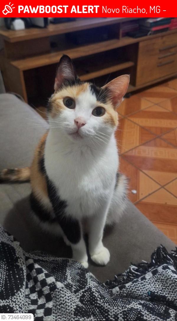 Lost Female Cat last seen Rua Rio Reno com Rua Rio Araguari, Novo Riacho, MG 32280-610