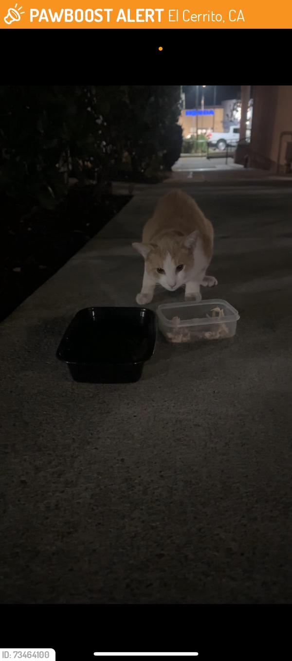 Found/Stray Unknown Cat last seen Across from Honda dealership, El Cerrito, CA 94530