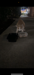 Found/Stray Unknown Cat last seen Across from Honda dealership, El Cerrito, CA 94530