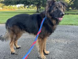Shelter Stray Male Dog last seen Near Old Dixie Hwy SW, IRC AC, FL, 6230 77th St, Vero Beach, FL 32967, USA