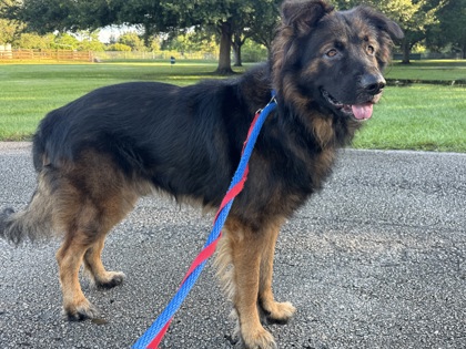 Shelter Stray Male Dog last seen Near Old Dixie Hwy SW, IRC AC, FL, 6230 77th St, Vero Beach, FL 32967, USA