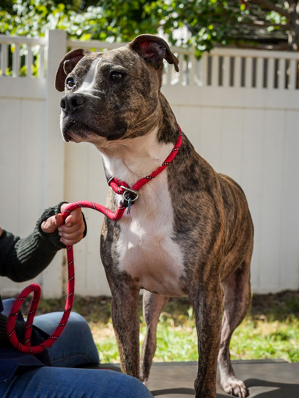 Shelter Stray Male Dog last seen Redwater Dr Decatur, GA 30035, 30035, GA, 3280 Chamblee Dunwoody Rd, Chamblee, GA 30341, USA