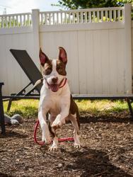 Shelter Stray Male Dog last seen Near Brown Bark Cove, 30083, GA, 3280 Chamblee Dunwoody Rd, Chamblee, GA 30341, USA