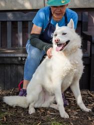 Shelter Stray Male Dog last seen Near Clairmont Road, Chamblee, GA 30341, 30341, GA, 3280 Chamblee Dunwoody Rd, Chamblee, GA 30341, USA