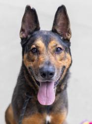 Shelter Stray Male Dog last seen Cherie Glen Trl, 30083, GA, 3280 Chamblee Dunwoody Rd, Chamblee, GA 30341, USA