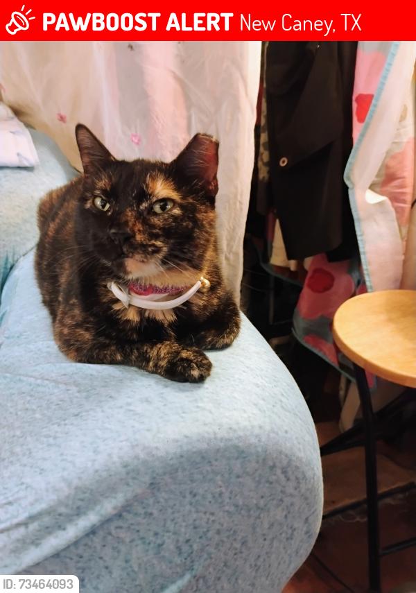 Lost Female Cat last seen Near thelma lane, New Caney, TX 77357