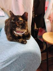 Lost Female Cat last seen Near thelma lane, New Caney, TX 77357