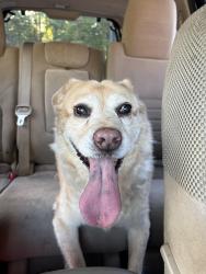 Found/Stray Female Dog last seen Jack’s and O’Reilly Auto Parts, Helena, AL 35080
