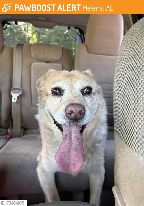 Found/Stray Female Dog last seen Jack’s and O’Reilly Auto Parts, Helena, AL 35080