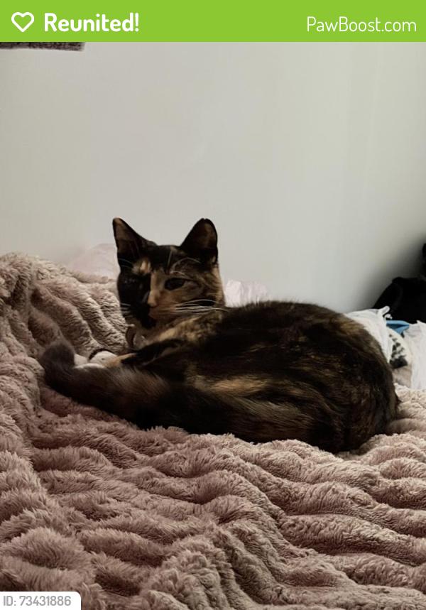 Reunited Female Cat last seen Mcgrail court Aalten Avenue, Essex, England SS8 7QP