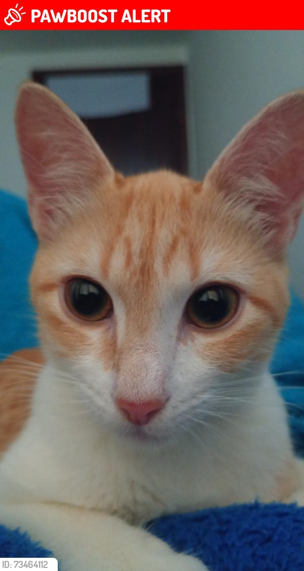 Lost Female Cat last seen R. Íris Antônio Campos, 250 - Campo Comprido, Curitiba - PR, 81220-370, Campo Comprido, PR 81220-370