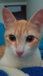 Lost Female Cat last seen R. Íris Antônio Campos, 250 - Campo Comprido, Curitiba - PR, 81220-370, Campo Comprido, PR 81220-370