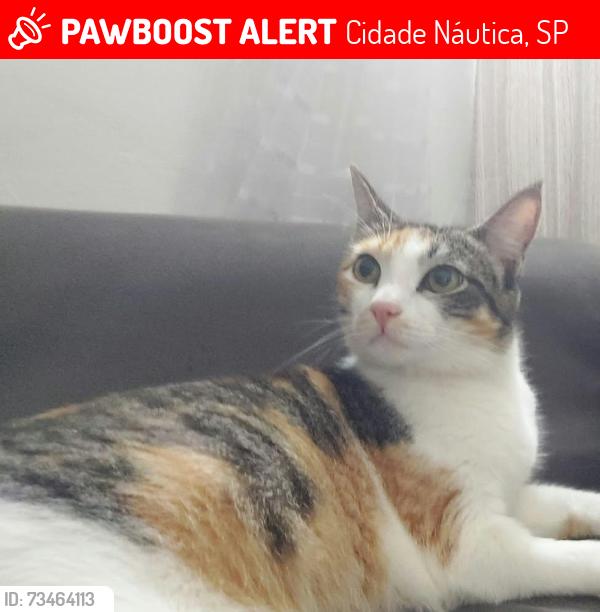 Lost Female Cat last seen Sebastião de Paes Alcântara, Cidade Náutica, SP 
