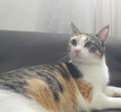Lost Female Cat last seen Sebastião de Paes Alcântara, Cidade Náutica, SP 