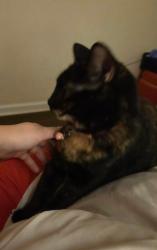 Reunited Female Cat last seen Martin Lane in Norwood PA 19074, Norwood, PA 19074