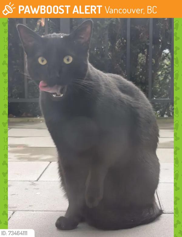 Found/Stray Unknown Cat last seen Behind Commercial Driveway Station, Vancouver, BC 