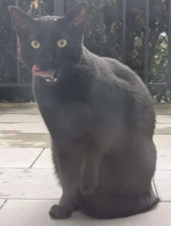 Found/Stray Unknown Cat last seen Behind Commercial Driveway Station, Vancouver, BC 