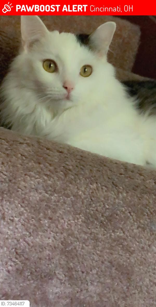 Lost Female Cat last seen Green lawn, Cincinnati, OH 45207