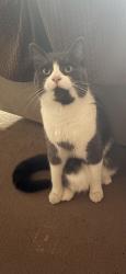 Lost Male Cat last seen Osborne grove, Greater Manchester, England BL1 3BN