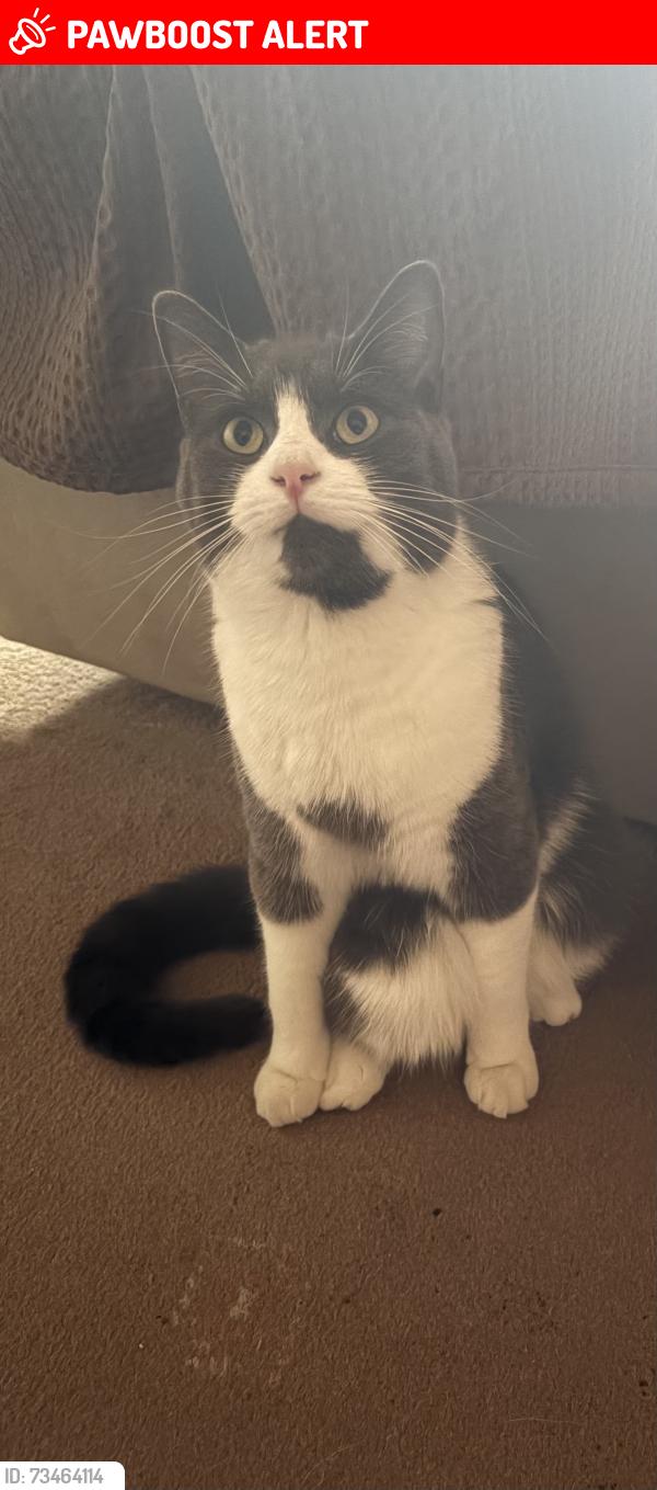 Lost Male Cat last seen Osborne grove, Greater Manchester, England BL1 3BN