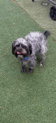 Lost Male Dog last seen Eastern, Las Vegas, NV 89104