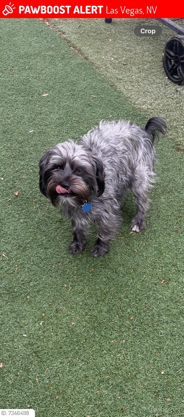 Lost Male Dog last seen Eastern, Las Vegas, NV 89104