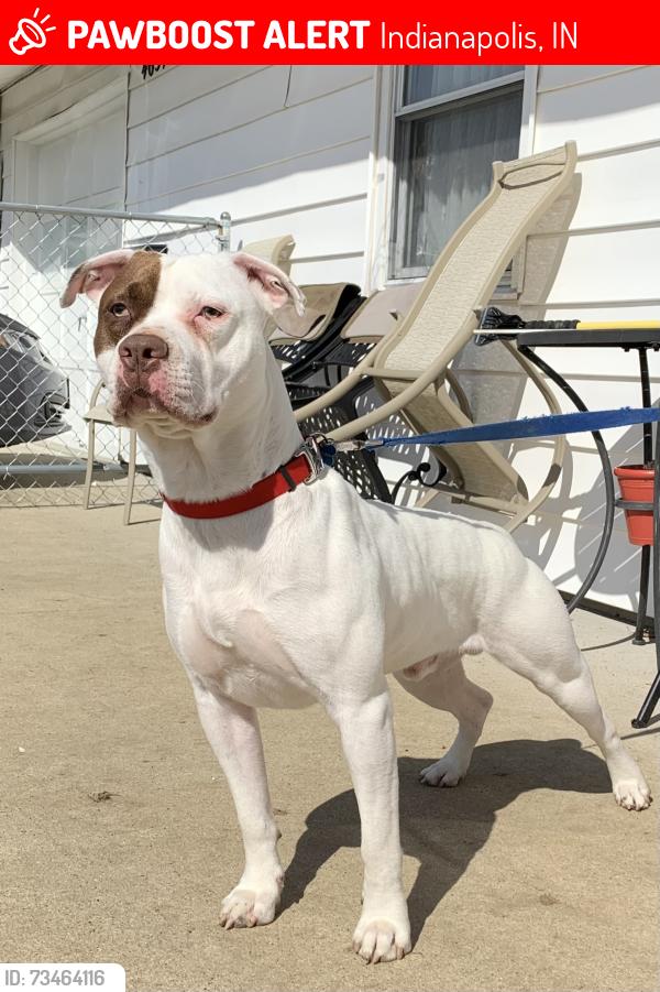 Lost Male Dog last seen Georgetown Road, Indianapolis, IN 46208
