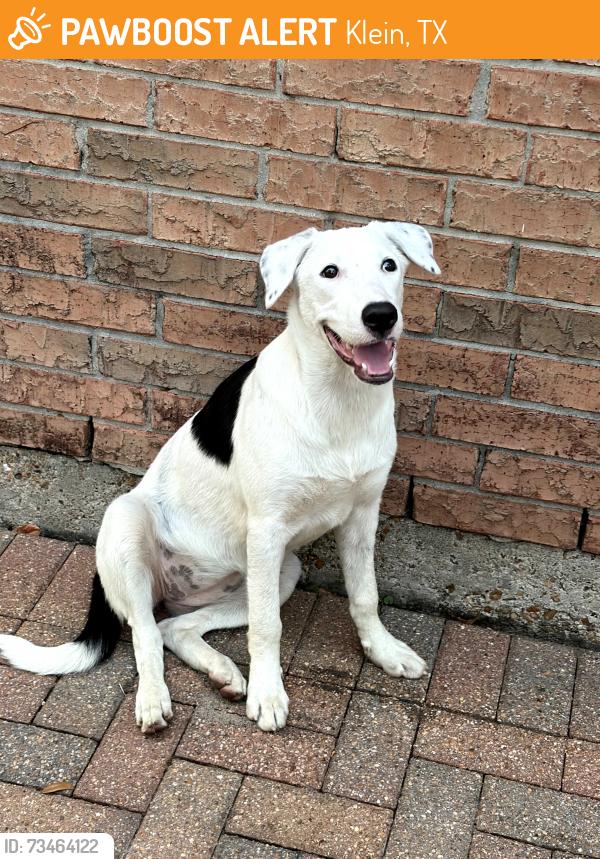 Found/Stray Female Dog last seen Gleannloch Farms, Klein, TX 77379