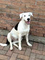 Found/Stray Female Dog last seen Gleannloch Farms, Klein, TX 77379