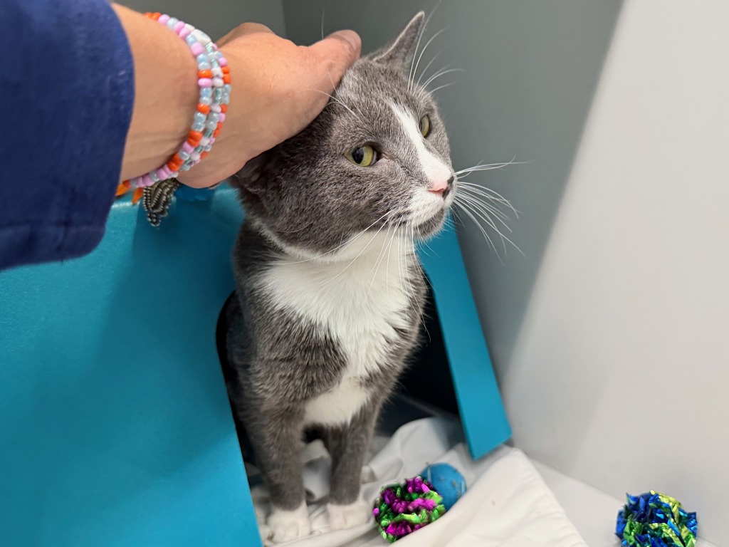 Shelter Stray Male Cat last seen Near Webster Avenue, BRONX, NY, 10456, 326 E 110th St, New York, NY 10029, USA