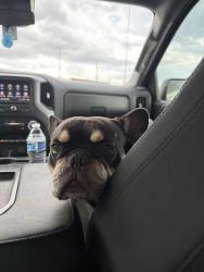 Reunited Male Dog last seen Ventana Lakes Katy, Katy, TX 77493