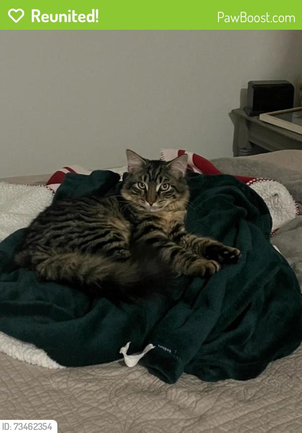 Reunited Male Cat last seen 11th and Cedar, Haverhill, MA 01830