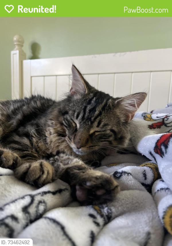 Reunited Male Cat last seen Cedar street and saint james field, Haverhill, MA 01830