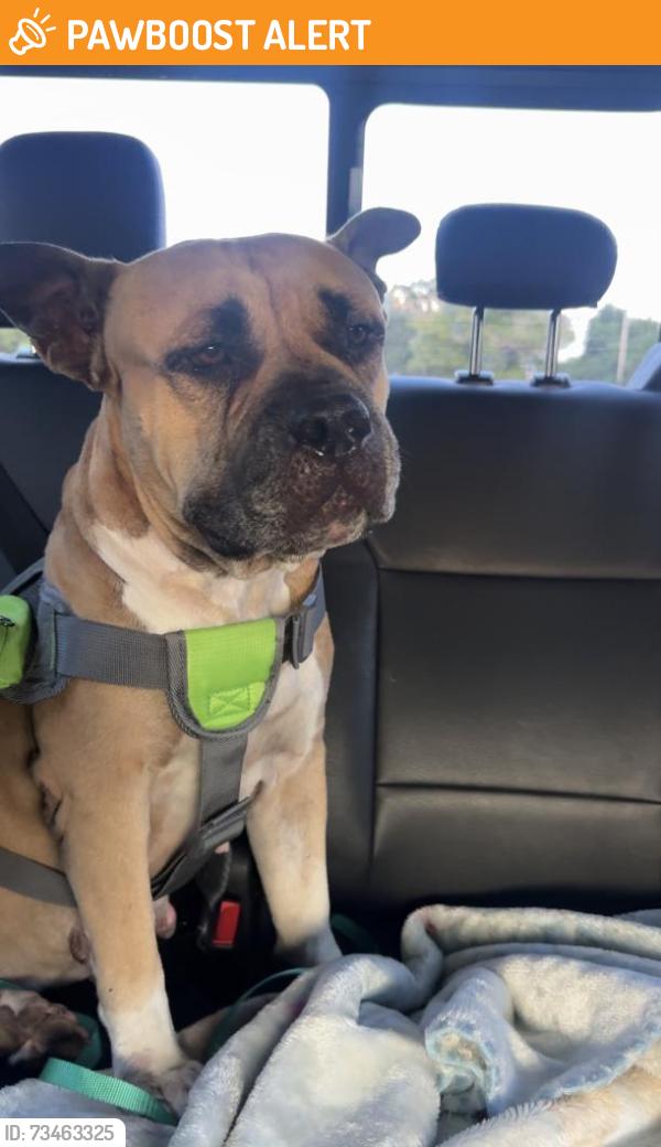 Found/Stray Female Dog last seen Near ave, Southwest Ranches, FL 33332