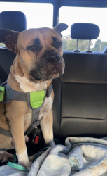 Found/Stray Female Dog last seen Near ave, Southwest Ranches, FL 33332