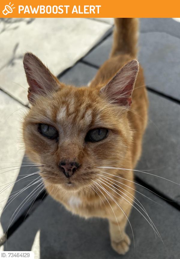 Found/Stray Unknown Cat last seen Grange Avenue, Little Stoke, England 