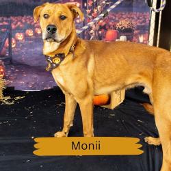 Shelter Stray Male Dog last seen , Animal Care & Control Team of Philly, 111 W Hunting Park Ave, Philadelphia, PA 19140, USA