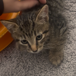 Shelter Stray Male Cat last seen , 3607 N Armenia Ave, Tampa, FL 33607, USA