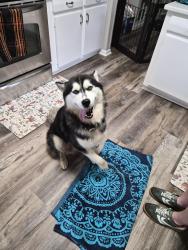 Reunited Male Dog last seen Between Market St and Wendover, Greensboro, NC 27407