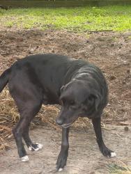 Lost Male Dog last seen Conroe arae, Conroe, TX 77305