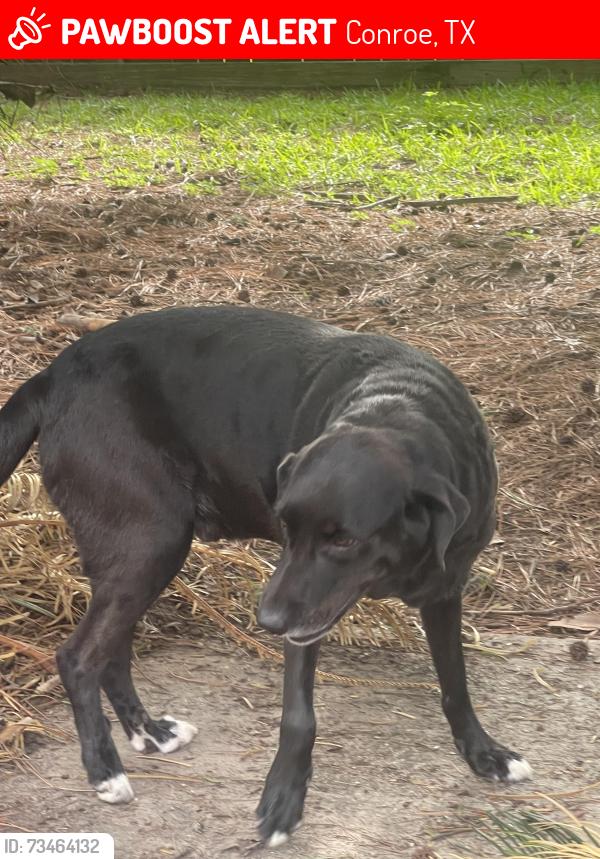 Lost Male Dog last seen Conroe arae, Conroe, TX 77305
