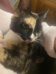 Reunited Female Cat last seen Jason road, Greensboro, NC 27405