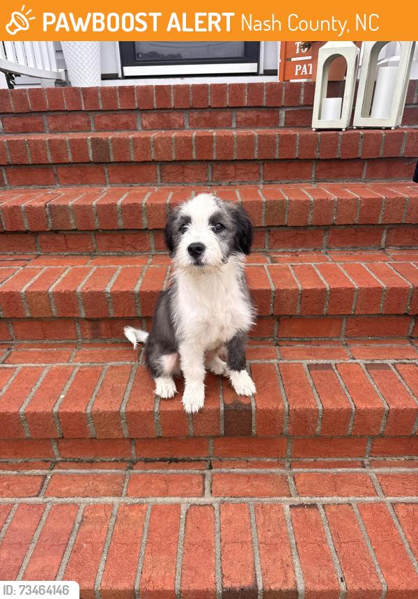Found/Stray Male Dog last seen Deans rd red oak nc, Nash County, NC 27809