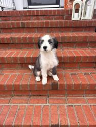 Found/Stray Male Dog last seen Deans rd red oak nc, Nash County, NC 27809