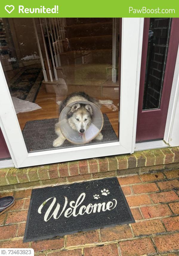 Reunited Male Dog last seen Fox rest ln and Chain Bridge, Vienna, VA 22181