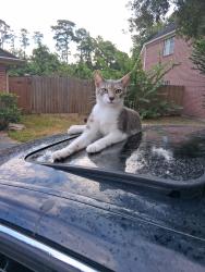 Lost Male Cat last seen Canterbury Court and North Rivershire Drive, Conroe, TX 77304